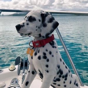 Meet your Posher, Iris